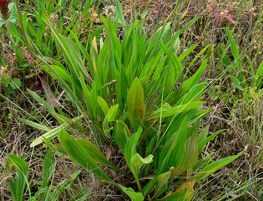 {Plantago lanceolata}